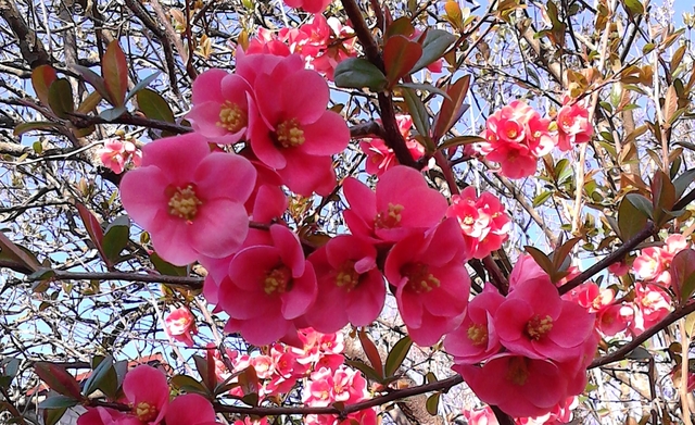 Frühlingsblüte